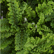 Hardy Fern Polystichum setiferum 'Plumosum Densum'